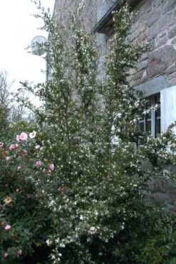 Mount Noko Camellia (Camellia Transnokoensis) - 3 Gallon Pot -Garden Plants shop camellia transnokoensis 9