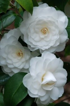 White By The Gate Camellia Japonica - 7 Gallon Pot 3 White By The Gate Camellia Japonica - 7 Gallon Pot -Garden Plants shop camellia white by the gate 1 1