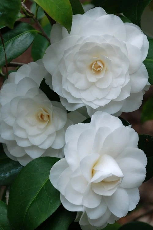 White By The Gate Camellia Japonica - 1 Gallon Pot White By The Gate Camellia Japonica - 1 Gallon Pot -Garden Plants shop camellia white by the gate 1 2