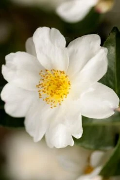 Winter's Cupid Camellia - 3 Gallon Pot 3 Winter's Cupid Camellia - 3 Gallon Pot -Garden Plants shop camellia winters cupid 2