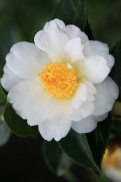 Winter's Cupid Camellia - 3 Gallon Pot 4 Winter's Cupid Camellia - 3 Gallon Pot -Garden Plants shop camellia winters cupid 4