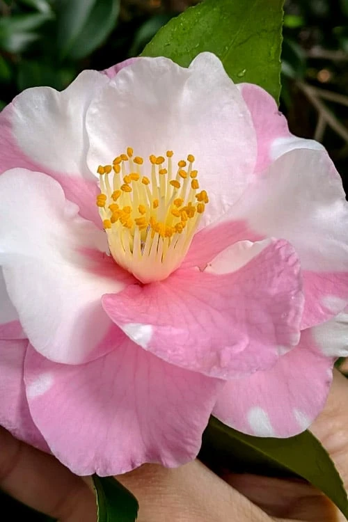 Shibori-Egao Camellia - 3 Gallon Pot Shibori-Egao Camellia - 3 Gallon Pot -Garden Plants shop camellia x vernalis shibori egao 100