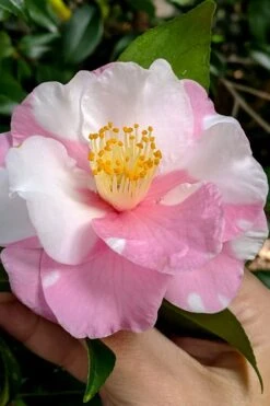 Shibori-Egao Camellia - 3 Gallon Pot 4 Shibori-Egao Camellia - 3 Gallon Pot -Garden Plants shop camellia x vernalis shibori egao 102