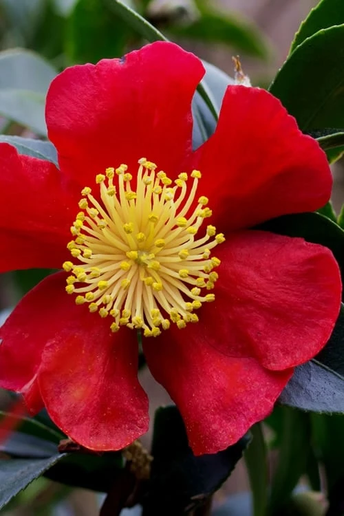 Yuletide Camellia Sasanqua - 7 Gallon Pot (3-4') Yuletide Camellia Sasanqua - 7 Gallon Pot (3-4') -Garden Plants shop camellia yuletide best 1