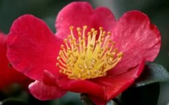 Yuletide Camellia Sasanqua - 6 Pack Of 1 Gallon Pots -Garden Plants shop camellia yuletide flower closeup