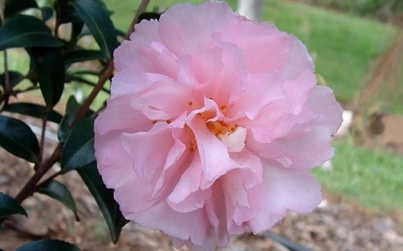 Cotton Candy Camellia Sasanqua - 6 Pack of 1 Gallon Pots Cotton Candy Camellia Sasanqua - 6 Pack Of 1 Gallon Pots -Garden Plants shop camelliacottoncandy