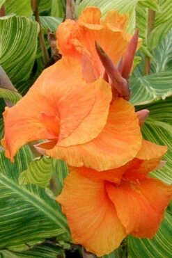 Bengal Tiger Canna Lily - 1 Gallon Pot 5 Bengal Tiger Canna Lily - 1 Gallon Pot -Garden Plants shop canna pretoria bengal tiger 1