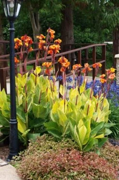 Bengal Tiger Canna Lily - 1 Gallon Pot 9 Bengal Tiger Canna Lily - 1 Gallon Pot -Garden Plants shop canna pretoria bengal tiger 12