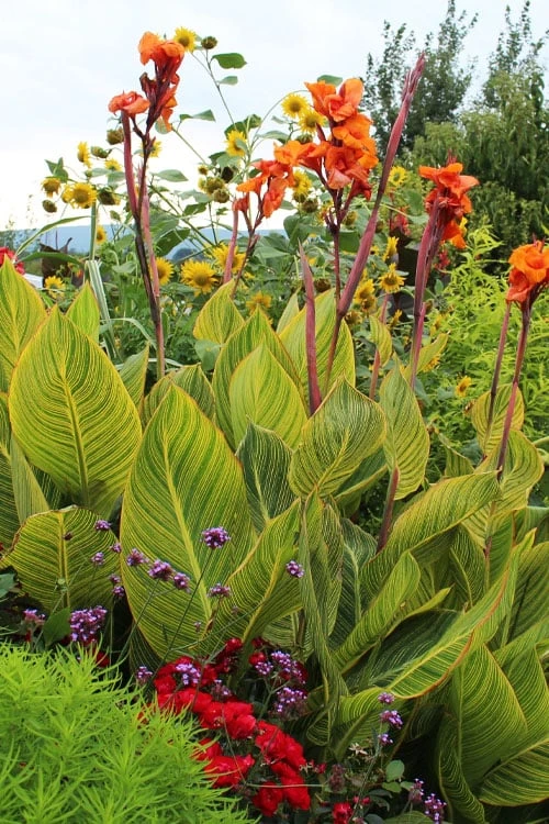 Bengal Tiger Canna Lily - 1 Gallon Pot Bengal Tiger Canna Lily - 1 Gallon Pot -Garden Plants shop canna pretoria bengal tiger 13