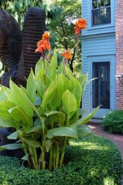 Bengal Tiger Canna Lily - 1 Gallon Pot 4 Bengal Tiger Canna Lily - 1 Gallon Pot -Garden Plants shop canna pretoria bengal tiger 2
