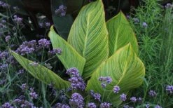 Bengal Tiger Canna Lily - 1 Gallon Pot 8 Bengal Tiger Canna Lily - 1 Gallon Pot -Garden Plants shop canna pretoria bengal tiger 3