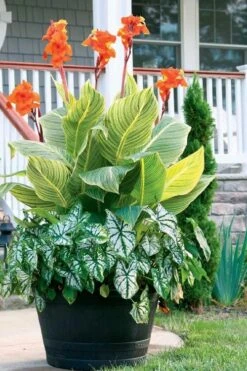 Bengal Tiger Canna Lily - 1 Gallon Pot 6 Bengal Tiger Canna Lily - 1 Gallon Pot -Garden Plants shop canna pretoria bengal tiger 4