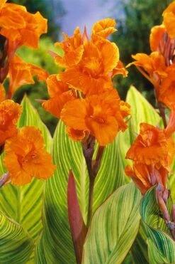 Bengal Tiger Canna Lily - 1 Gallon Pot 3 Bengal Tiger Canna Lily - 1 Gallon Pot -Garden Plants shop canna pretoria bengal tiger 8