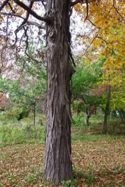 Shagbark Hickory Tree (Carya Ovata) - 3 Gallon Pot -Garden Plants shop carya ovata shagbark hickory tree 1