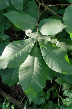 Shagbark Hickory Tree (Carya Ovata) - 3 Gallon Pot -Garden Plants shop carya ovata shagbark hickory tree leaves 3