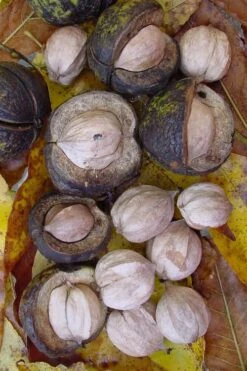 Shagbark Hickory Tree (Carya Ovata) - 3 Gallon Pot -Garden Plants shop carya ovata shagbark hickory tree nuts 5