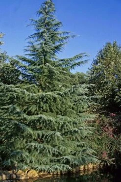 Deodar Cedar - 5 Gallon Pot (3-4') -Garden Plants shop cedar deodar 23 2
