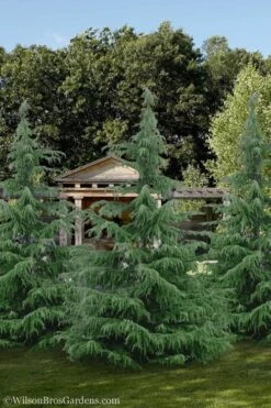 Deodar Cedar - 5 Gallon Pot (3-4') -Garden Plants shop cedar deodar 24 2