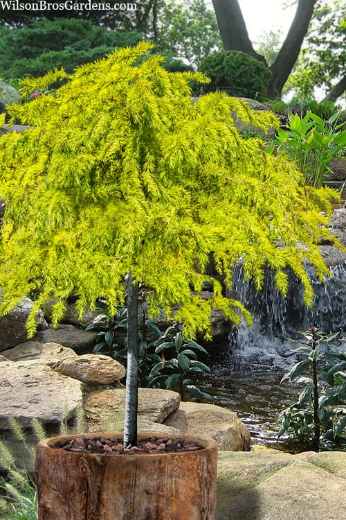 Gold Cascade Deodar Cedar (Single Trunk Topiary Tree)- 7 Gallon Pot Gold Cascade Deodar Cedar (Single Trunk Topiary Tree)- 7 Gallon Pot -Garden Plants shop cedrus deodara gold cascade single trunk tree form topiary 2