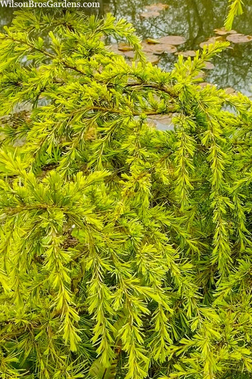Gold Cascade Deodar Cedar (Single Trunk Topiary Tree)- 7 Gallon Pot Gold Cascade Deodar Cedar (Single Trunk Topiary Tree)- 7 Gallon Pot -Garden Plants shop cedrus deodara gold cascade single trunk tree form topiary 3