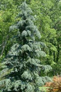 Karl Fuchs Deodar Cedar - 3 Gallon Pot -Garden Plants shop cedrus deodara karl fuchs himalayan cedar 1