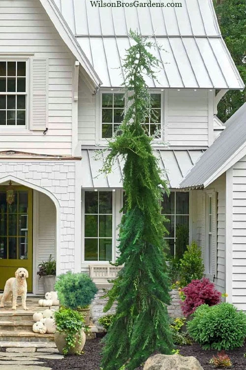 Miles High Weeping Deodar Cedar - 1 Gallon Pot Miles High Weeping Deodar Cedar - 1 Gallon Pot -Garden Plants shop cedrus deodara miles high weeping himalayan cedar 5 1