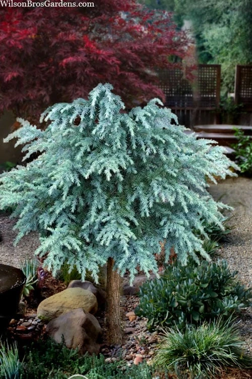 Divinely Blue Deodar Cedar Tree (Single Trunk Topiary) - 3 Gallon Pot Divinely Blue Deodar Cedar Tree (Single Trunk Topiary) - 3 Gallon Pot -Garden Plants shop cedrus deodora divinely blue topiary tree 100