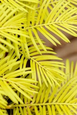 Golden Dragon Plum Yew (Cephalotaxus Harringtonia) - 1 Gallon Pot 5 Golden Dragon Plum Yew (Cephalotaxus Harringtonia) - 1 Gallon Pot -Garden Plants shop cephalotaxus harringtonia golden dragon japanese yew 22