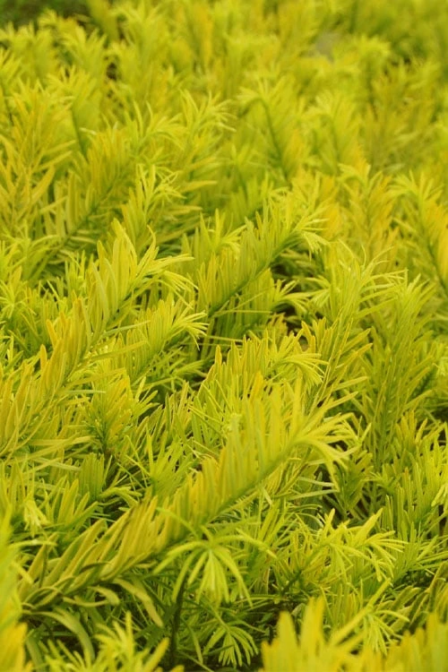 Golden Dragon Plum Yew (Cephalotaxus harringtonia) - 1 Gallon Pot Golden Dragon Plum Yew (Cephalotaxus Harringtonia) - 1 Gallon Pot -Garden Plants shop cephalotaxus harringtonia golden dragon japanese yew 24