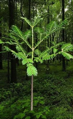 Japanese Plum Yew Tree (Cephalotaxus Harringtonia) - 3 Gallon Pot -Garden Plants shop cephalotaxus harringtonia tree 6