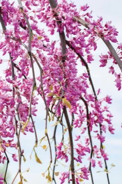 Golden Falls Weeping Redbud Tree - 3 Gallon Pot (4-5') -Garden Plants shop cercis canadensis golden falls weeping redbud 4