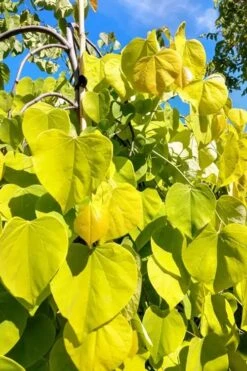 Golden Falls Weeping Redbud Tree - 3 Gallon Pot (4-5') -Garden Plants shop cercis canadensis golden falls weeping redbud 5
