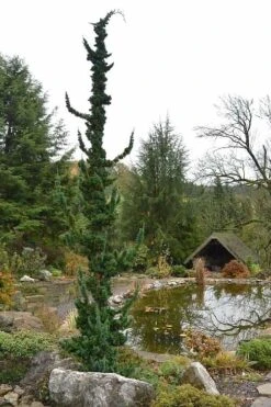 Wissel's Saguaro Lawson Cypress - 3 Gallon Pot 3 Wissel's Saguaro Lawson Cypress - 3 Gallon Pot -Garden Plants shop chamaecyparis lawsoniani wissels saguaro cypress 4