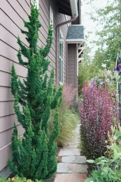 Wissel's Saguaro Lawson Cypress - 3 Gallon Pot 4 Wissel's Saguaro Lawson Cypress - 3 Gallon Pot -Garden Plants shop chamaecyparis lawsoniani wissels saguaro cypress 5