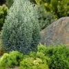 Snow White Lawson's Cypress (Chamaecyparis Lawsoniana) - 5 Gallon Pot