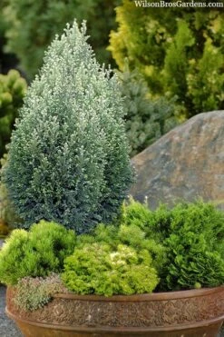 Snow White Lawson's Cypress (Chamaecyparis Lawsoniana) - 2 Gallon Pot