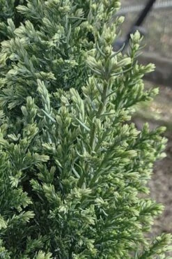 Snow White Lawson's Cypress (Chamaecyparis Lawsoniana) - 5 Gallon Pot -Garden Plants shop chamaecyparis obtusa blue feathers hinoki cypress 3 1
