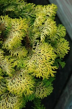 Confucius Golden Hinoki Cypress (Chamaecyparis Obtusa) - 1 Gallon Pot 3 Confucius Golden Hinoki Cypress (Chamaecyparis Obtusa) - 1 Gallon Pot -Garden Plants shop chamaecyparis obtusa confucius golden hinoki cypress 1