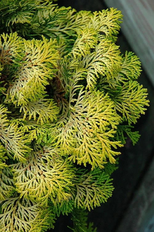 Confucius Golden Hinoki Cypress (Chamaecyparis obtusa) - 1 Gallon Pot Confucius Golden Hinoki Cypress (Chamaecyparis Obtusa) - 1 Gallon Pot -Garden Plants shop chamaecyparis obtusa confucius golden hinoki cypress 1