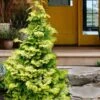 Confucius Golden Hinoki Cypress (Chamaecyparis Obtusa) - 1 Gallon Pot