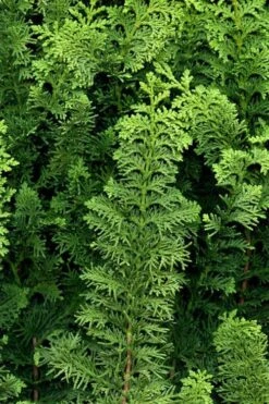 Fernspray Hinoki Cypress - 3 Gallon Pot -Garden Plants shop chamaecyparis obtusa filicoides fernspray hinoki cypress 2