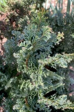 Gimborn Beauty Hinoki Cypress - 7 Gallon Pot -Garden Plants shop chamaecyparis obtusa gimborn beauty hinoki cypress 1