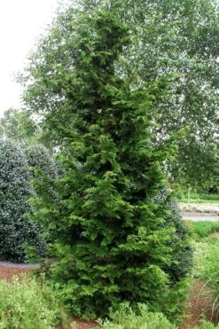 Slender Hinoki Cypress - 1 Gallon Pot 3 Slender Hinoki Cypress - 1 Gallon Pot -Garden Plants shop chamaecyparis obtusa gracilis slender hinoki cypress 101 1
