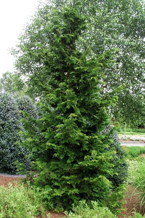 Slender Hinoki Cypress - 7 Gallon Pot (2-3') Slender Hinoki Cypress - 7 Gallon Pot (2-3') -Garden Plants shop chamaecyparis obtusa gracilis slender hinoki cypress 101