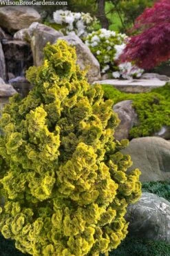 Golden Dwarf Hinoki Cypress - Chamaecyparis Obtusa 'Nana Lutea' - 3 Gallon Pot -Garden Plants shop chamaecyparis obtusa nana lutea 100
