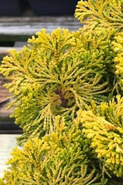 Golden Dwarf Hinoki Cypress - Chamaecyparis Obtusa 'Nana Lutea' - 3 Gallon Pot -Garden Plants shop chamaecyparis obtusa nana lutea 103