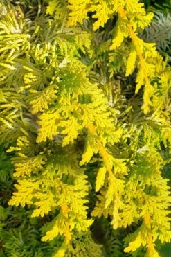 Golden Fernspray Hinoki Cypress - 3 Gallon Pot -Garden Plants shop chamaecyparis obtusa tetragona aurea hinoki cypress 5
