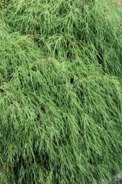Green Thread Cypress (Chamaecyparis Pisifera Filifera) - 3 Gallon Pot 3 Green Thread Cypress (Chamaecyparis Pisifera Filifera) - 3 Gallon Pot -Garden Plants shop chamaecyparis pisifera filifera green thread cypress 3