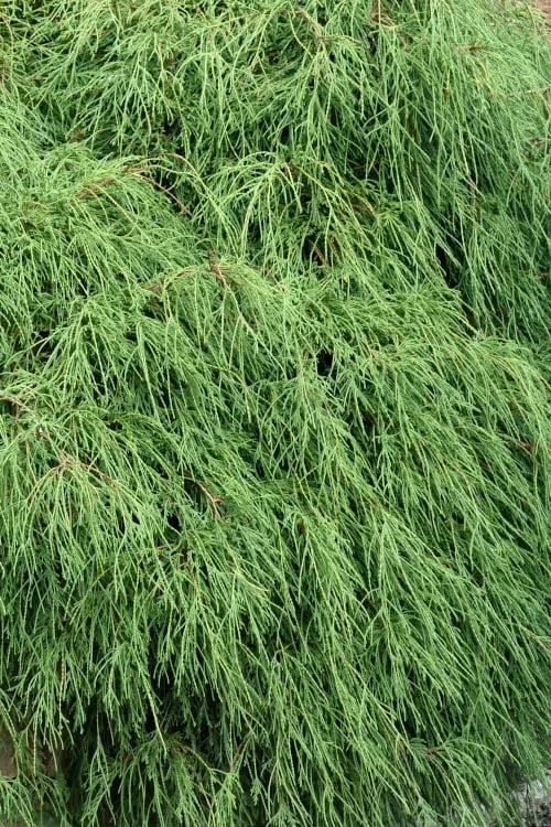 Green Thread Cypress (Chamaecyparis pisifera filifera) - 3 Gallon Pot Green Thread Cypress (Chamaecyparis Pisifera Filifera) - 3 Gallon Pot -Garden Plants shop chamaecyparis pisifera filifera green thread cypress 3