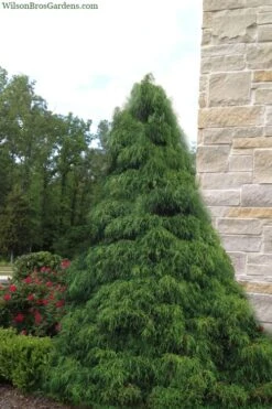 Green Thread Cypress (Chamaecyparis Pisifera Filifera) - 3 Gallon Pot 4 Green Thread Cypress (Chamaecyparis Pisifera Filifera) - 3 Gallon Pot -Garden Plants shop chamaecyparis pisifera filifera green thread cypress 4